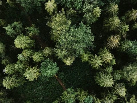 Désinsectisation par drone